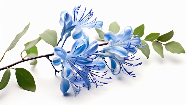 Blue honeysuckle isolated on white background