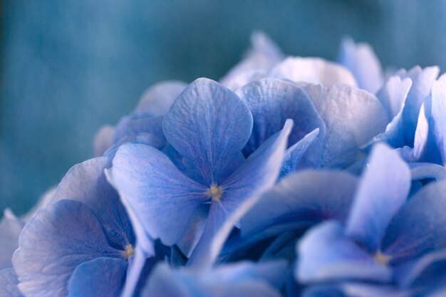 Blue hortensia flowers on blue.