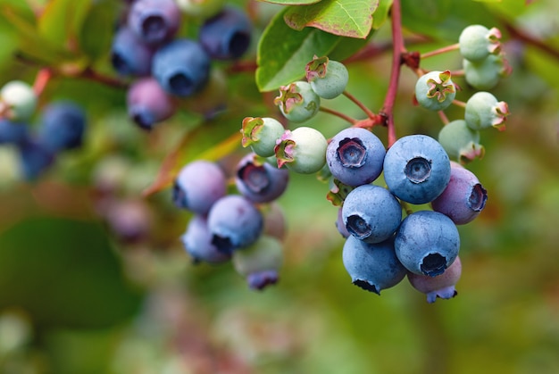 Photo blue huckleberry bush (vaccinium corymbosum ) with ripening berries