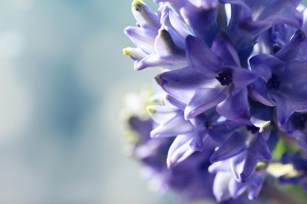 Blue hyacinth closeup