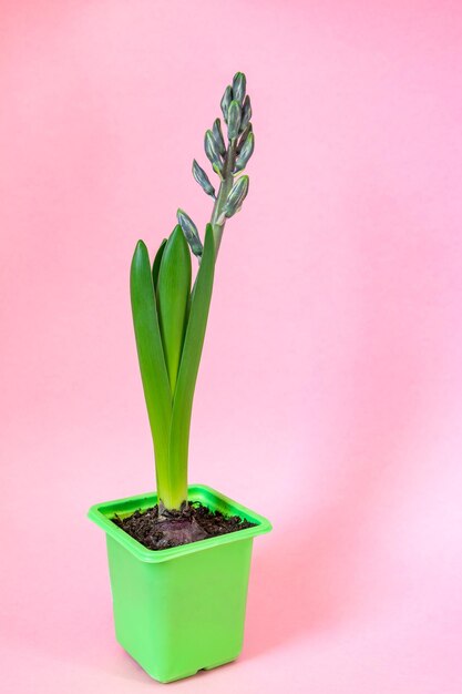 Blue hyacinth flower closed bud in green transportation pot on pink background copy space