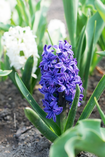 青いヒヤシンスの花、ヒヤシンスまたはヒヤシンスの花