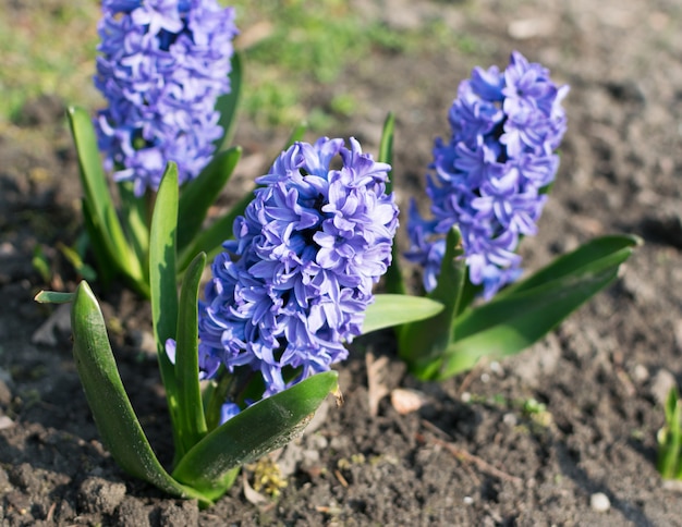 Photo blue hyacinth flower, hyacinthus or hyacinths flower