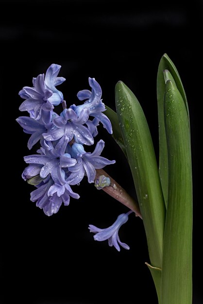 青いヒヤシンスの花春の花黒背景
