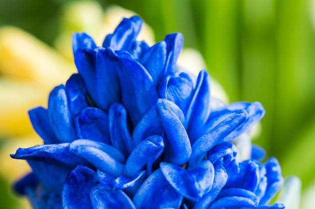 Blue hyacinth flowers closeup beautiful natural colors in spring