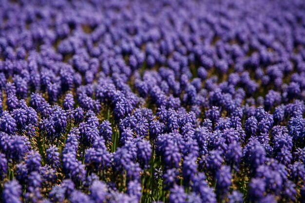 Blue Hyacinth flowers