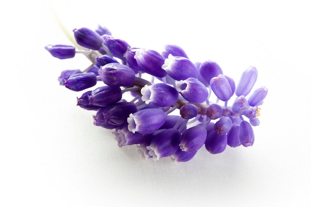 Blue hyacinth isolated on a white background