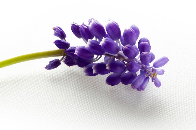 Blue hyacinth isolated on a white background