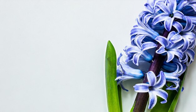 blue hyacinth isolated on white