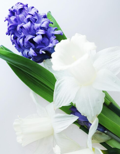 Blue hyacinth and white narcissus