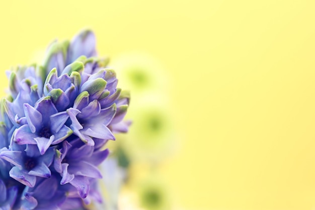 Blue hyacinth on yellow background