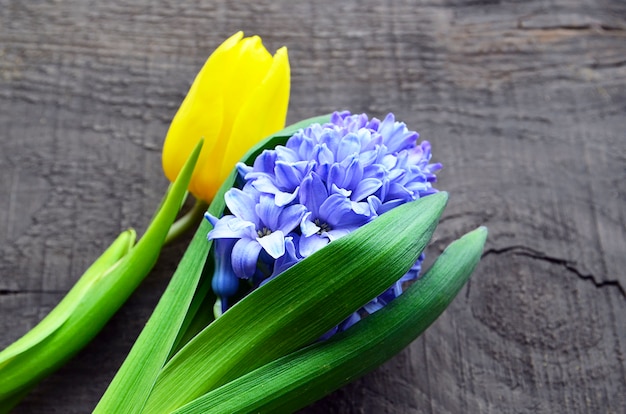 Blue hyacinth and yellow tulip on old wooden background with copy space.Springtime background.Selective focus.