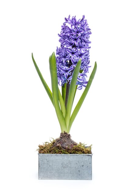 Blue hyacinth