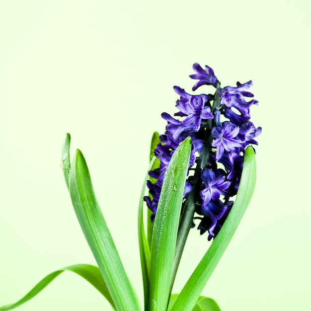 Blue hyacinth 