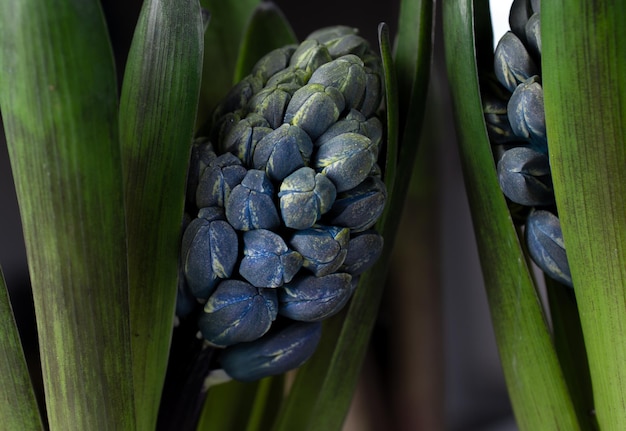 Blue hyacinths on dark background. Shallow depth of field.