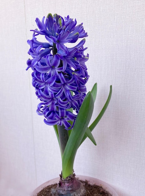 Photo blue hyacinthus orientali in pot