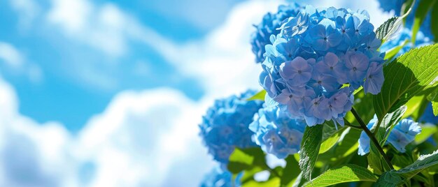 Blue hydrangea under blue and cloudy sky