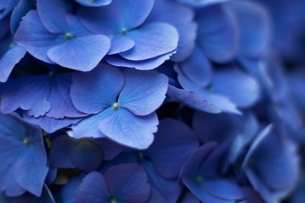 Foto ortensia blu, un primo piano di un fiore