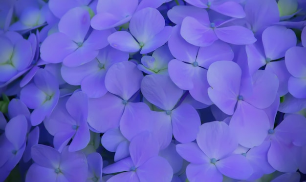 青いアジサイの花の背景。