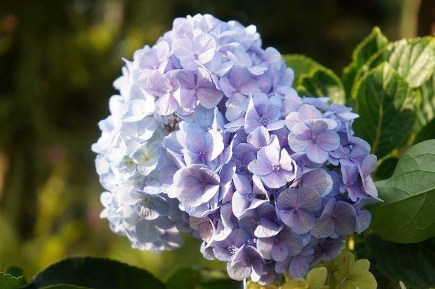 庭の青いアジサイの花