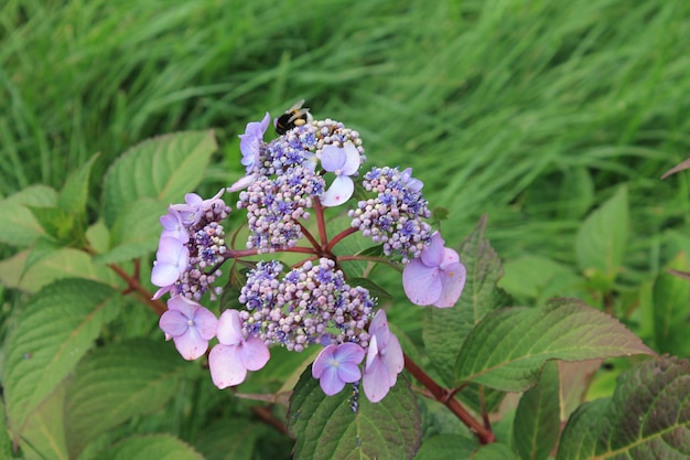 Blue hydrangea flower smiles at the sun hydrangea flower on an
isolated background