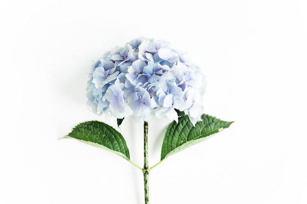 Blue hydrangea flower on the white background flat lay top view