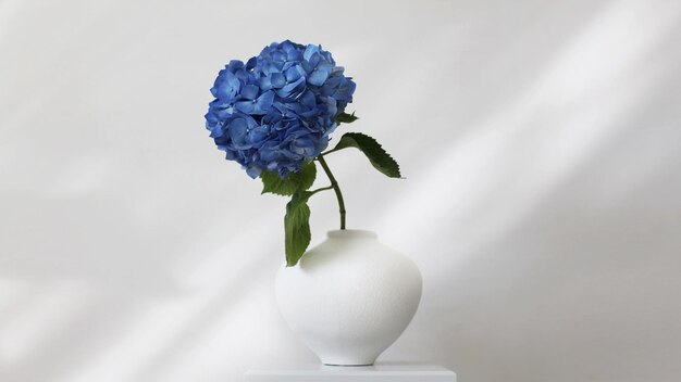 Blue hydrangea flower in white vase on gray interior Minimalist still life Light and shadow nature horizontal background