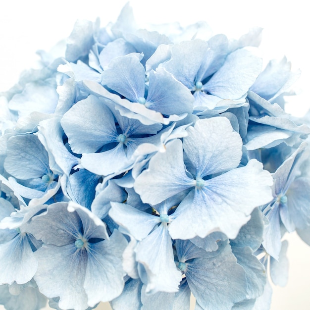 Blue hydrangea flower.