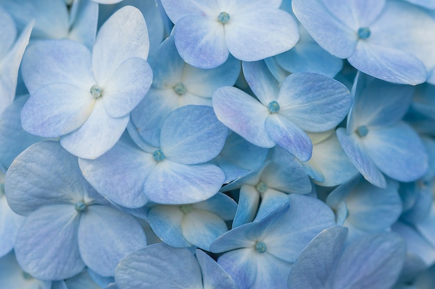 Fiori blu dell'ortensia che fioriscono in un giardino.