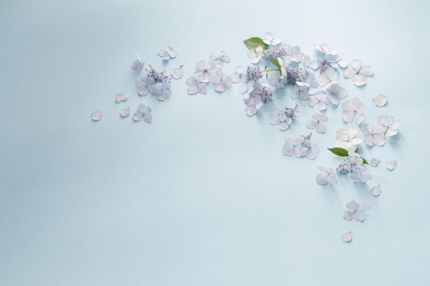 Blue hydrangea flowers on blue background