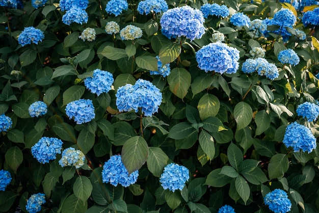 夏の庭の青いアジサイの花の茂み