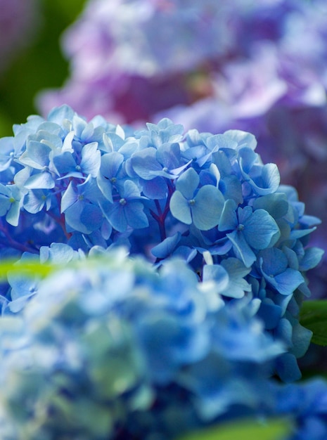 Blue hydrangea flowers close up