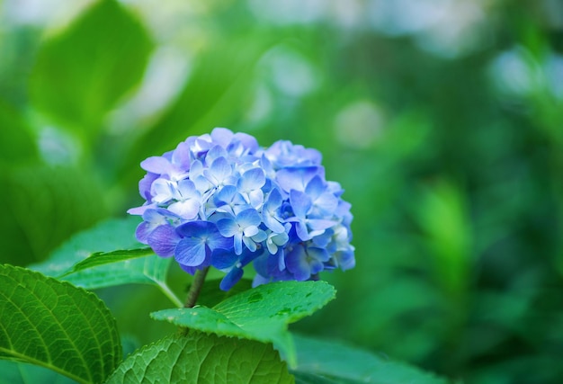 Blue hydrangea flowers close up