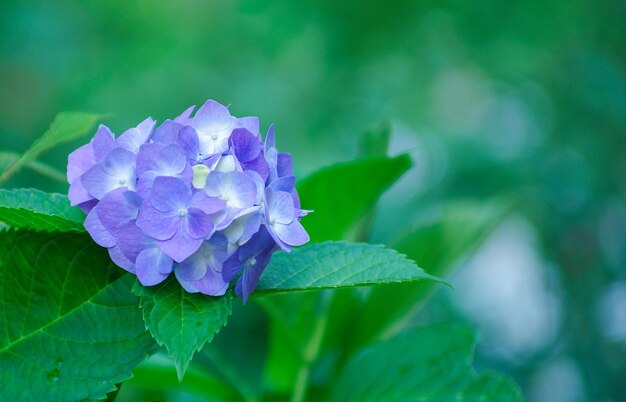 青いアジサイの花をクローズアップ