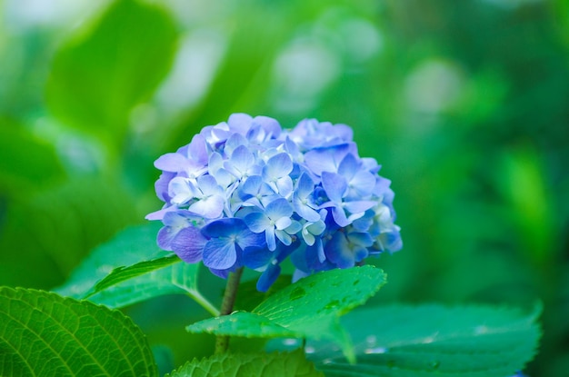 Blue hydrangea flowers close up