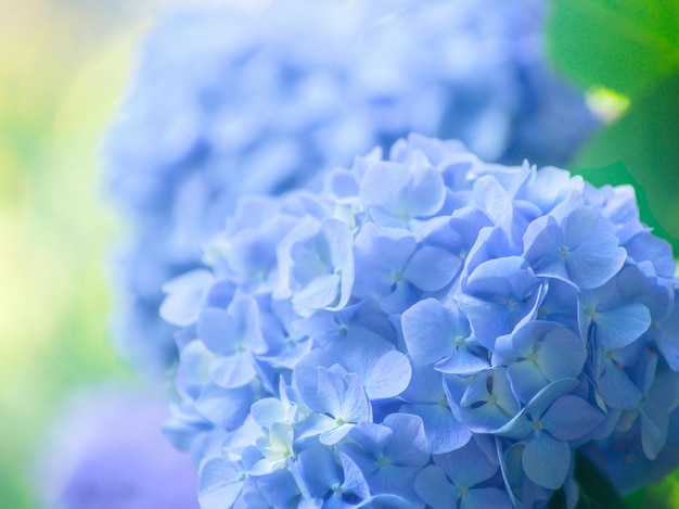 Blue hydrangea flowers close up