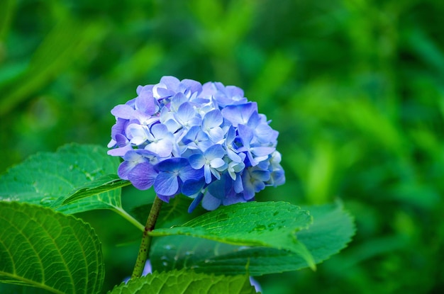 青いアジサイの花をクローズアップ