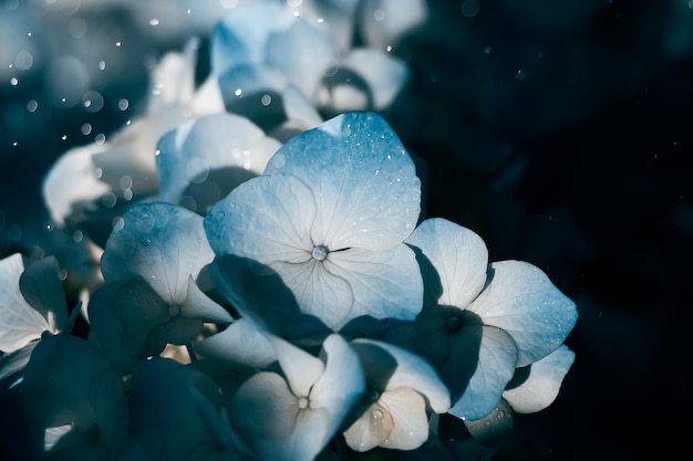 Blue hydrangea flowers with dew drops