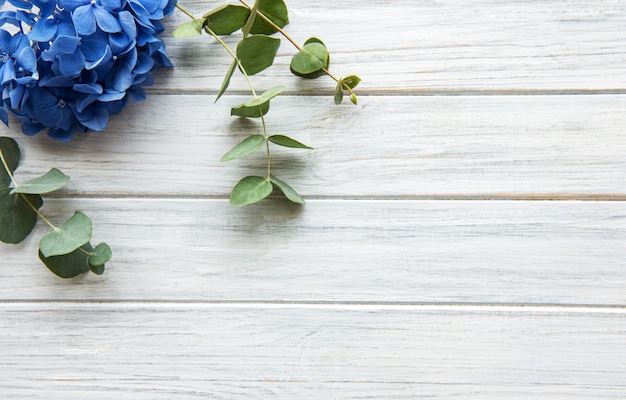 Blue hydrangea flowers