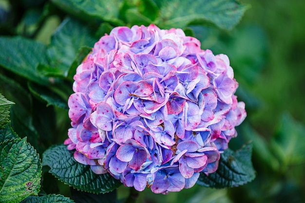 Blue Hydrangea (Hydrangea macrophylla)  flower head in the garden