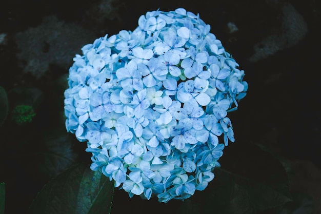 Blue Hydrangea Hydrangea macrophylla 또는 Hortensia 꽃 또는 파란색 꽃 부드러운 꿈결 같은 느낌을 위한 얕은 피사계 심도