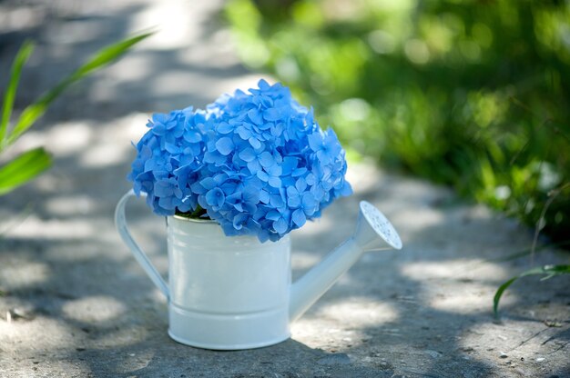 blue hydrangea in a watering can on a natural background in the garden