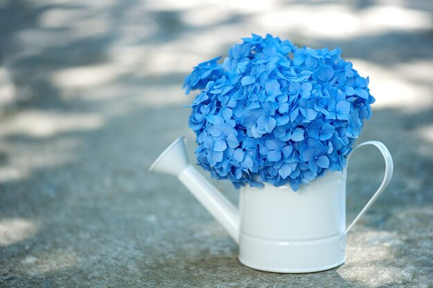 blue hydrangea in a watering can on a neutral background