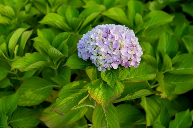 Blue hydrangea  