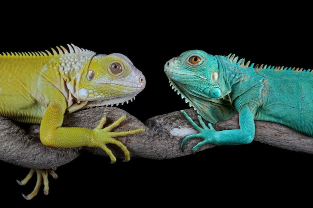 Blue Iguana and yellow iguana on black background