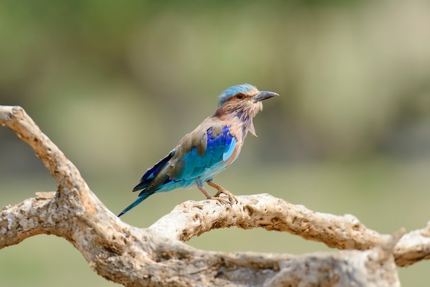 Blue Indian Roller on a dead branch