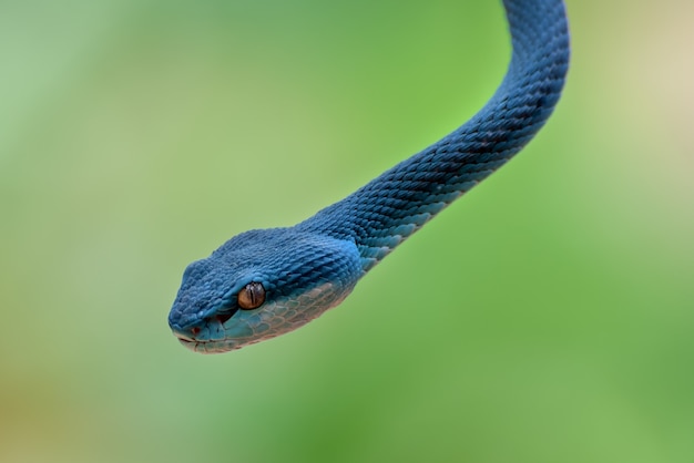 블루 insularis 구덩이 바이퍼 근접 촬영, 악의 찬 뱀