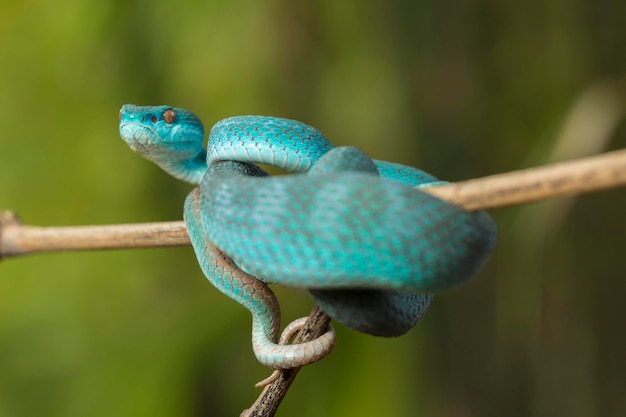 Photo blue insularis snake (trimeresurus insularis) white-lipped island pit viper hanging on a branch