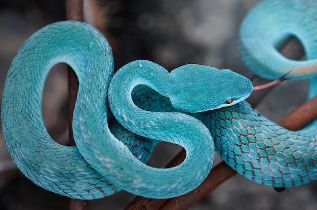 Blue Insularis Snake