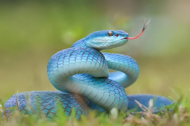 Blue Insularis Snake